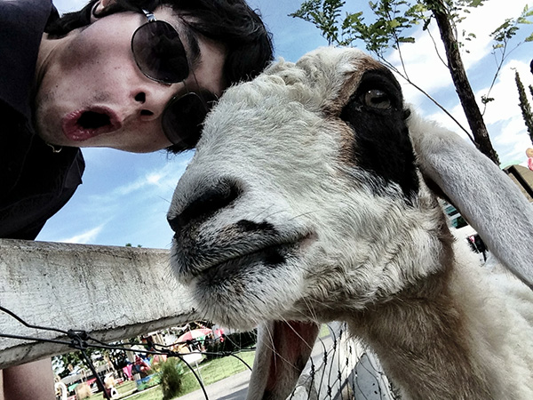 Swiss sheep farm