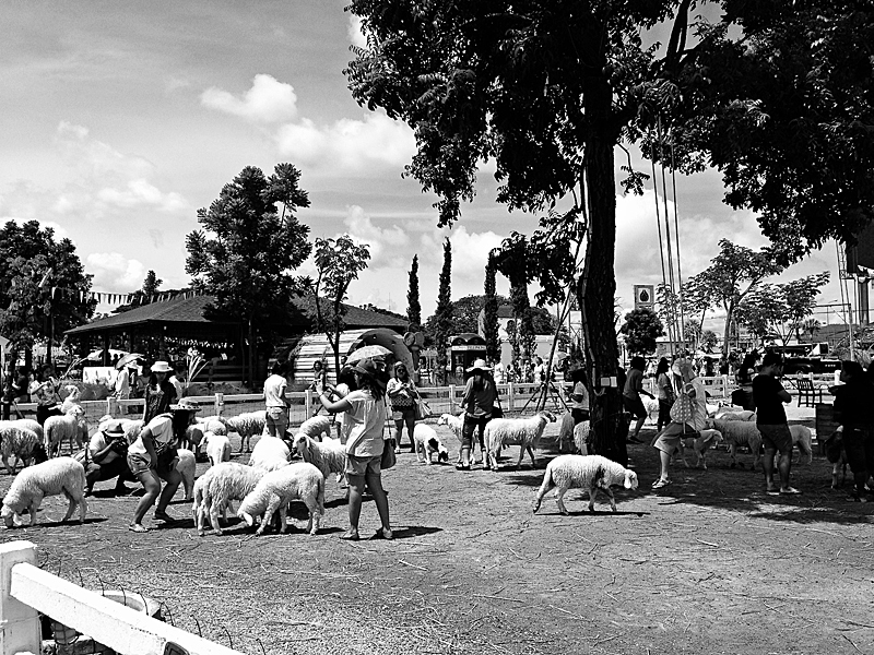 Swiss sheep farm - hua hin