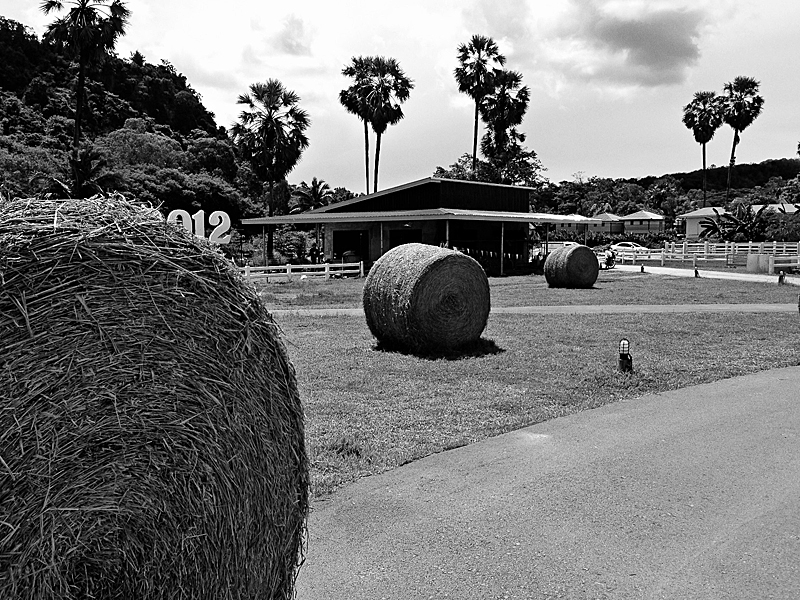 Swiss sheep farm - hua hin